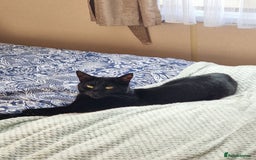 British Shorthair cats for sale: 5 year old cat - Image 2