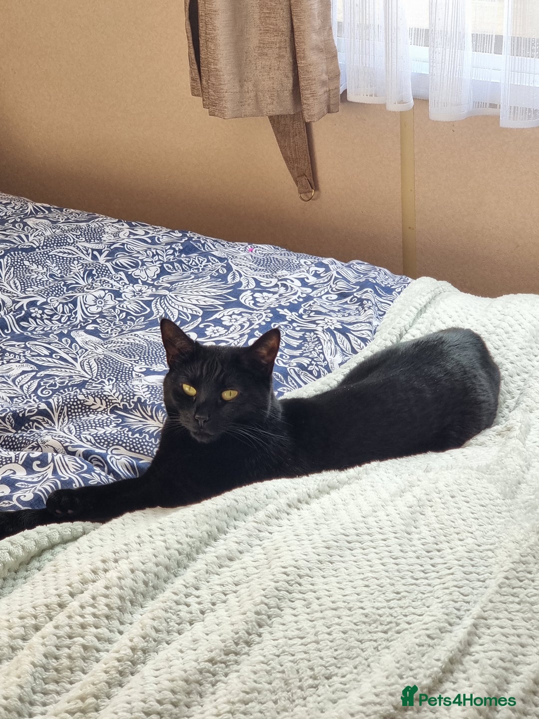 British Shorthair cats for sale: 5 year old cat - Image 2