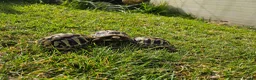 Hermann Tortoise reptiles for sale: Hermann Tortoise almost 3 years old (wildling) - Advert 7