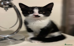 Domestic Shorthair cats for sale: 3 Handsome kittens black+white  - Image 2