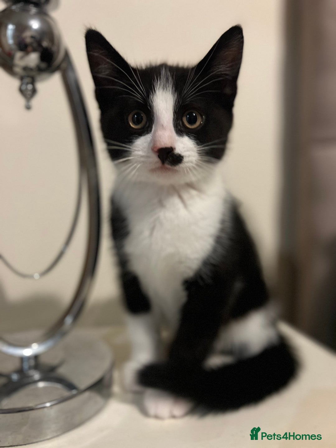 Domestic Shorthair cats for sale: 3 Handsome kittens black+white  - Image 2