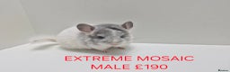 Chinchilla rodents for sale: STUNNING BABIES CHINCHILLA MIX COLOURS AND GENDER  - Advert 1