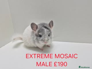 Chinchilla rodents STUNNING BABIES CHINCHILLA MIX COLOURS AND GENDER - Advert 1