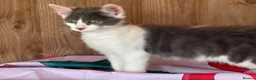 Mixed Breed cats for sale: 2 grey and white boys Ragdoll x - Advert 2
