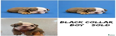 Black collar boy pup 1 