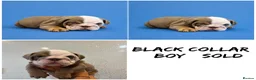 English Bulldog dogs for sale: English Bulldog Puppies  - Advert 6