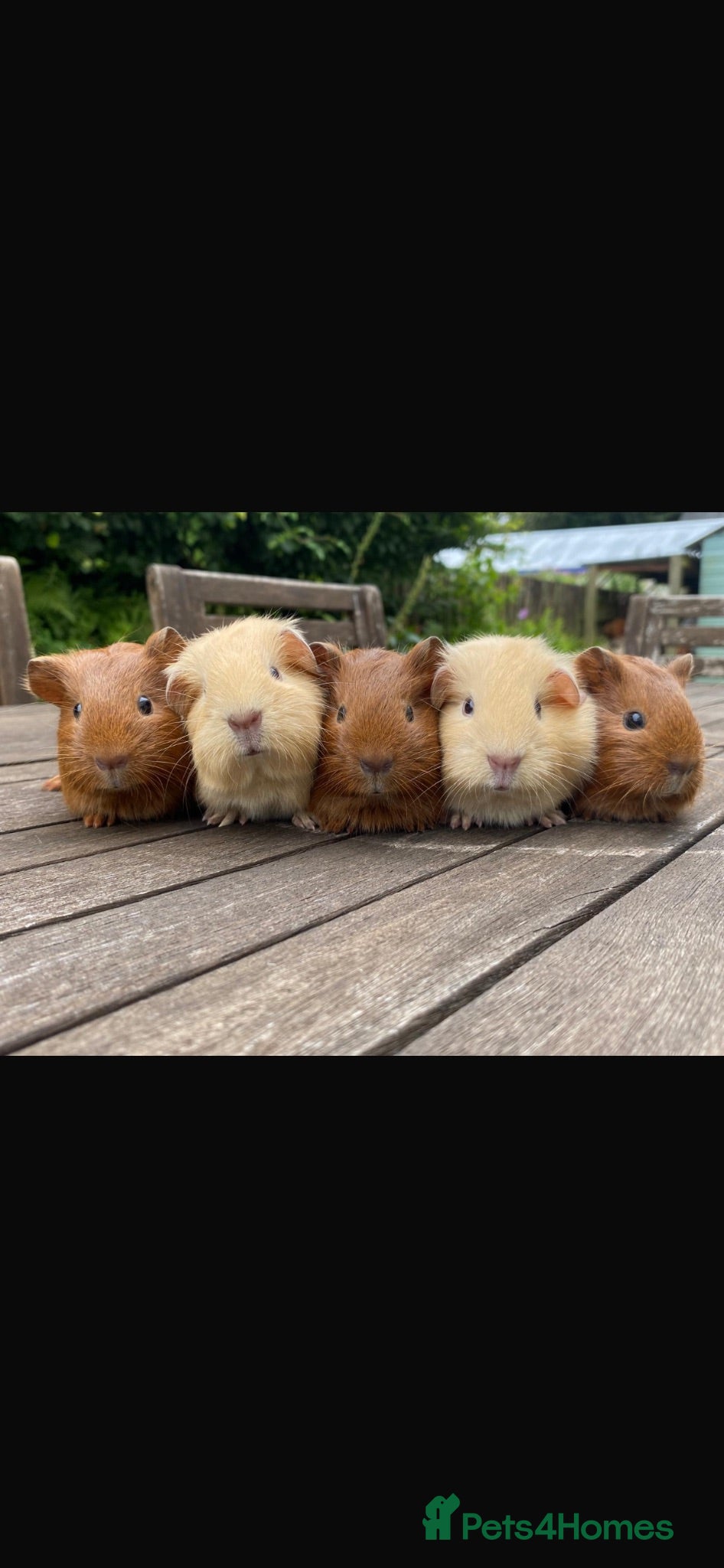 Guinea Pig rodents Guinea pigs - Advert 1