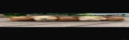 Guinea Pig rodents for sale: Guinea pigs in Holsworthy - Advert 1