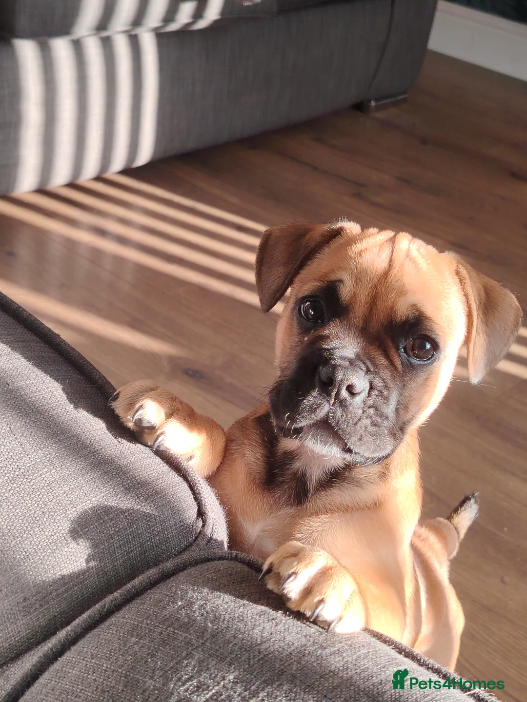 Mixed Breed dogs for sale: Rufus Urgent Foster or Adoption (Free) - Advert 14