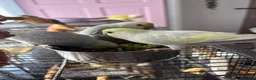 Budgerigars birds for sale: 3 rainbow budgies for sale  in Appleby-in-Westmorland - Advert 2