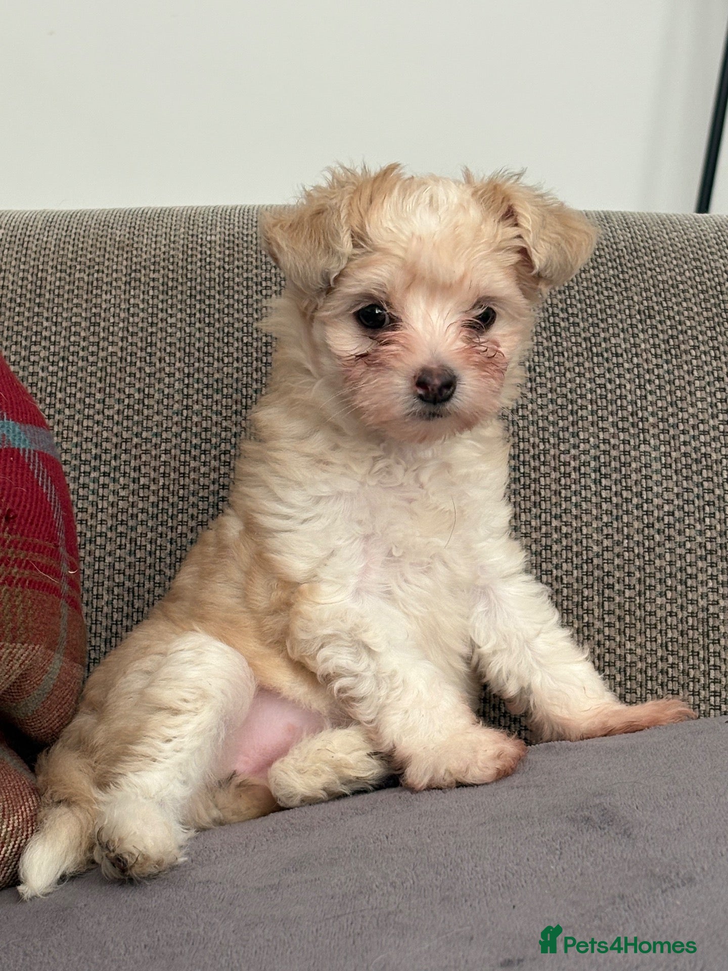 Chinese Crested dogs Adorable powderpuff girl - Advert 10