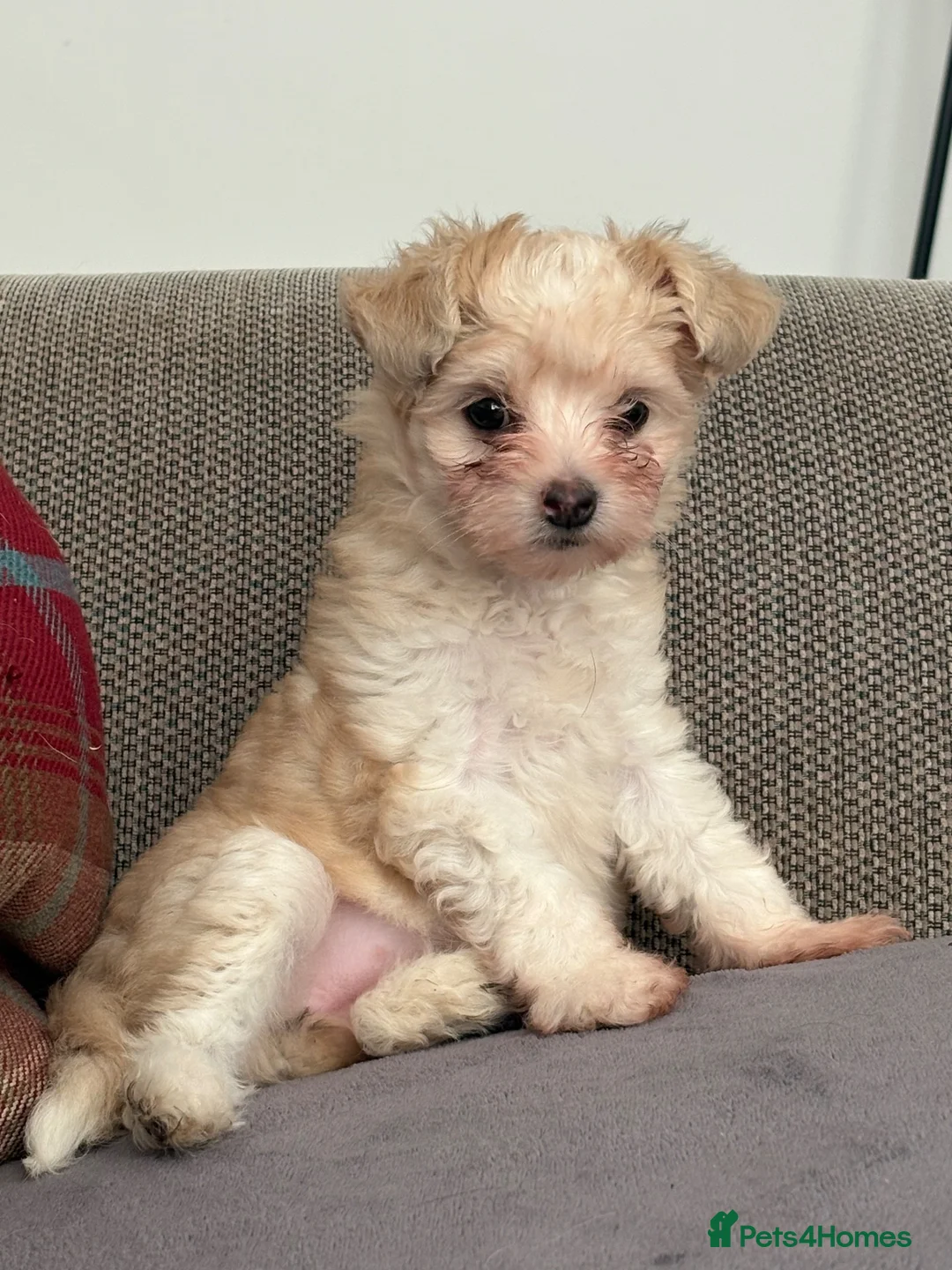 Chinese Crested dogs for sale: Adorable powderpuff girl - Advert 1