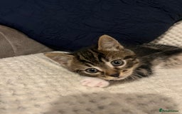 Mixed Breed cats for sale: 5 Beautiful kittens looking for homes - Image 10