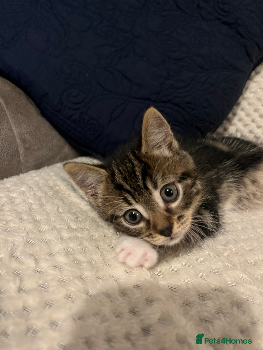 Mixed Breed cats for sale: 5 Beautiful kittens looking for homes - Image 10