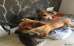 Mixed Breed dogs for sale: Belgian Malanois X American Bulldog puppies  - Image 2