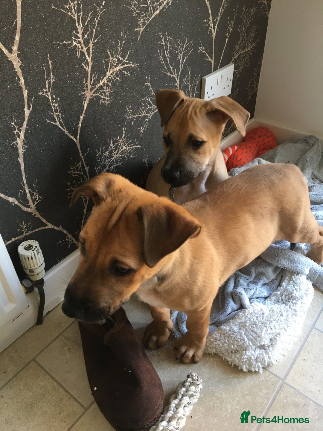 Mixed Breed dogs for sale: Belgian Malanois X American Bulldog puppies  - Image 2