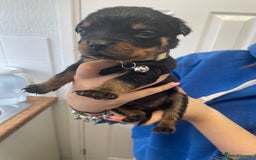 Rottweiler dogs for sale: Rottweiler puppies - Image 20