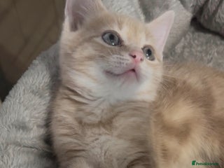 British Shorthair cats - Advert 3