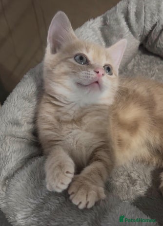 British Shorthair cats - Advert 2