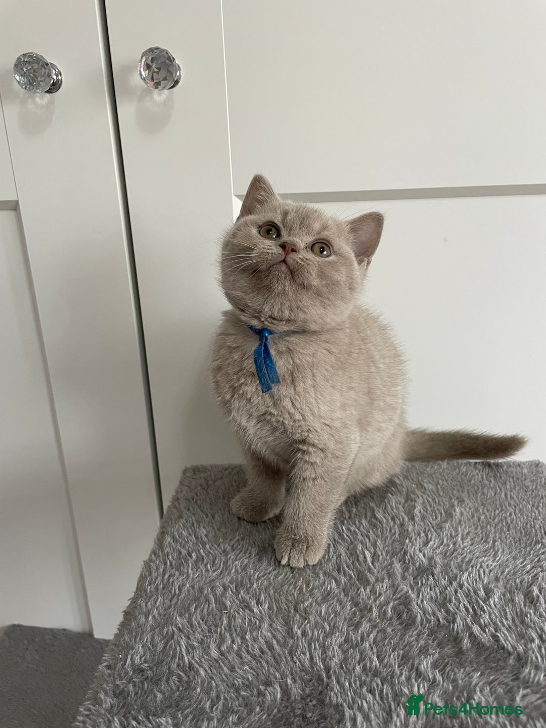 British Shorthair cats for sale: 💗🩵 GCCF LILAC. FEMALE KITTENS READY FEB  - Advert 4