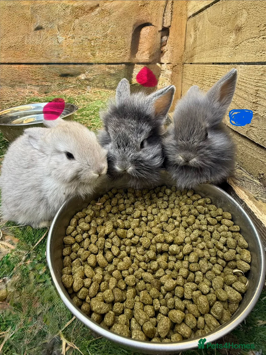 Mixed Breed rabbits for sale: Baby rabbits - Advert 1