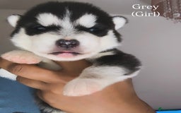 Utonagan dogs for sale: Siberian Husky cross Alaskan Malamutes Puppies - Image 8
