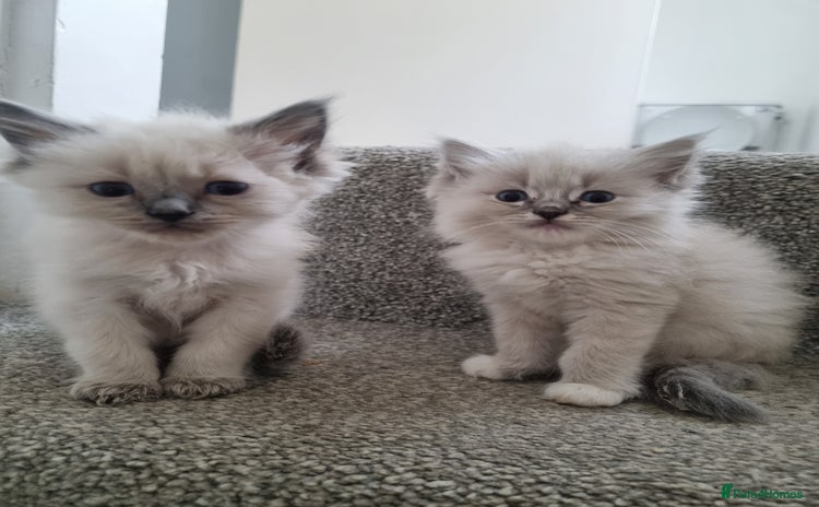 Ragdoll cats - Advert 16