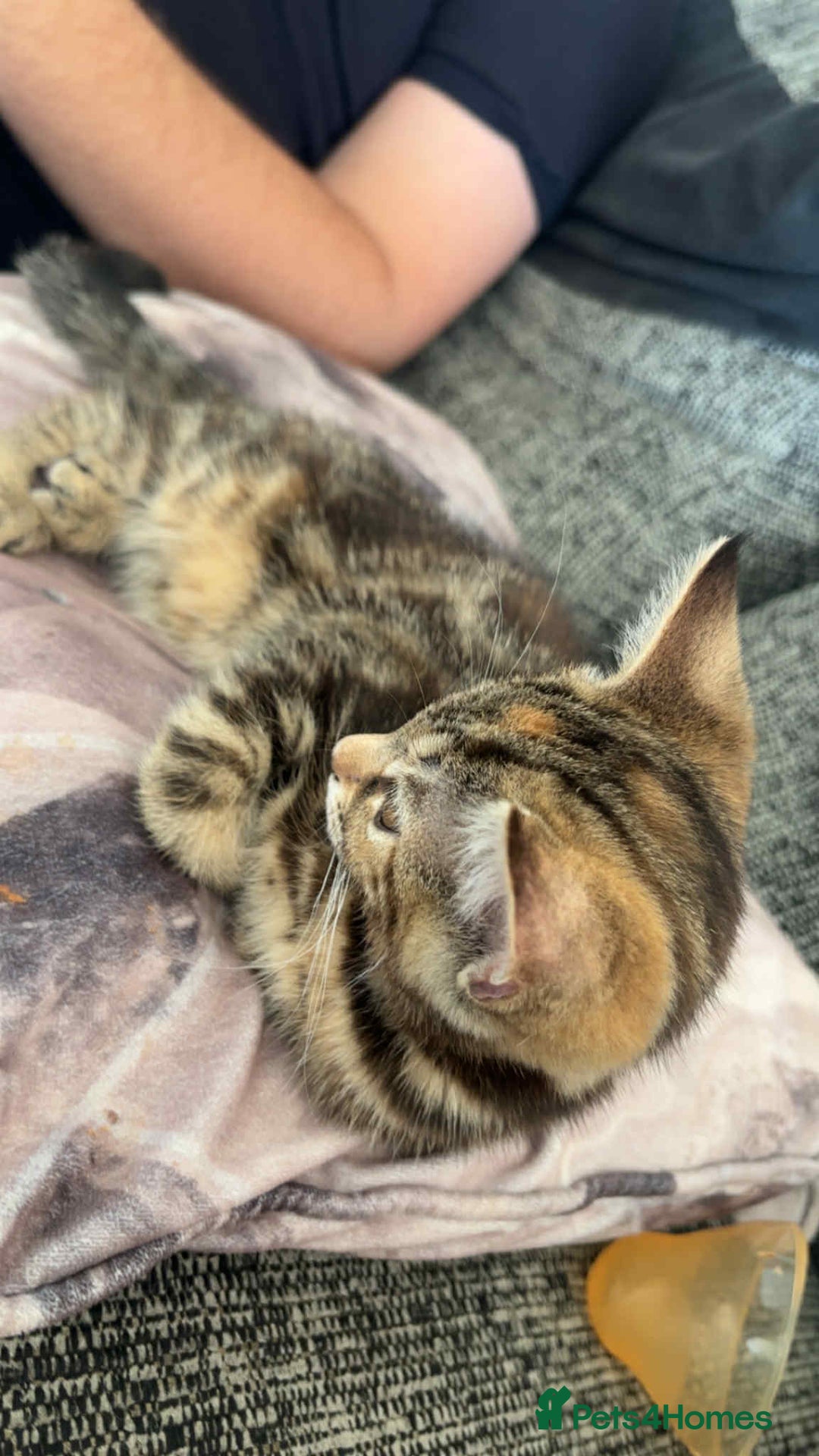 Mixed Breed cats for sale: Mixed Maine coon & bengal kitten - Image 3