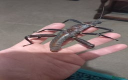 Stick Insects invertebrates for sale: Adult Eurycantha Calcerata Pairs - Advert 4