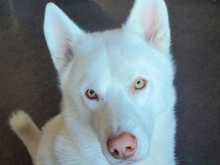 Siberian Husky dogs White Siberian Husky in Birmingham - Advert 8