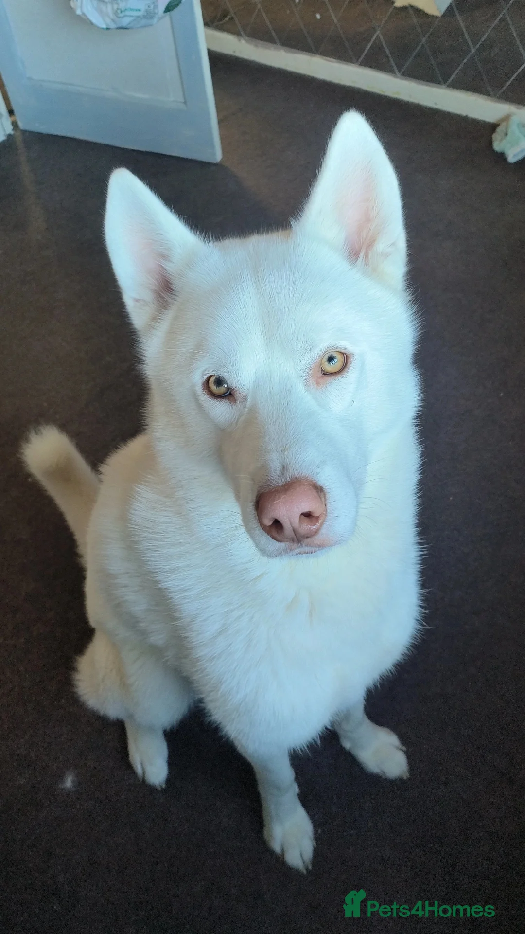 Siberian Husky dogs for stud: White Siberian Husky in Birmingham - Advert 2