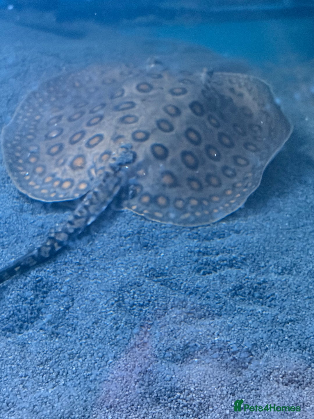 Other/Mixed Breed fish for sale: Three stingrays for sale!! - Advert 2