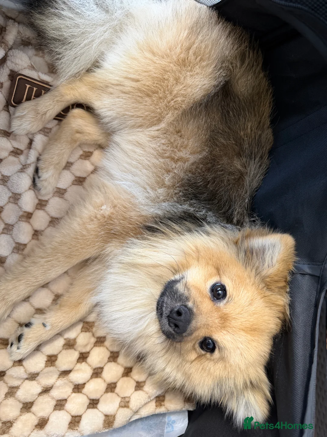 Pomeranian dogs for sale: Pomeranian - Advert 5