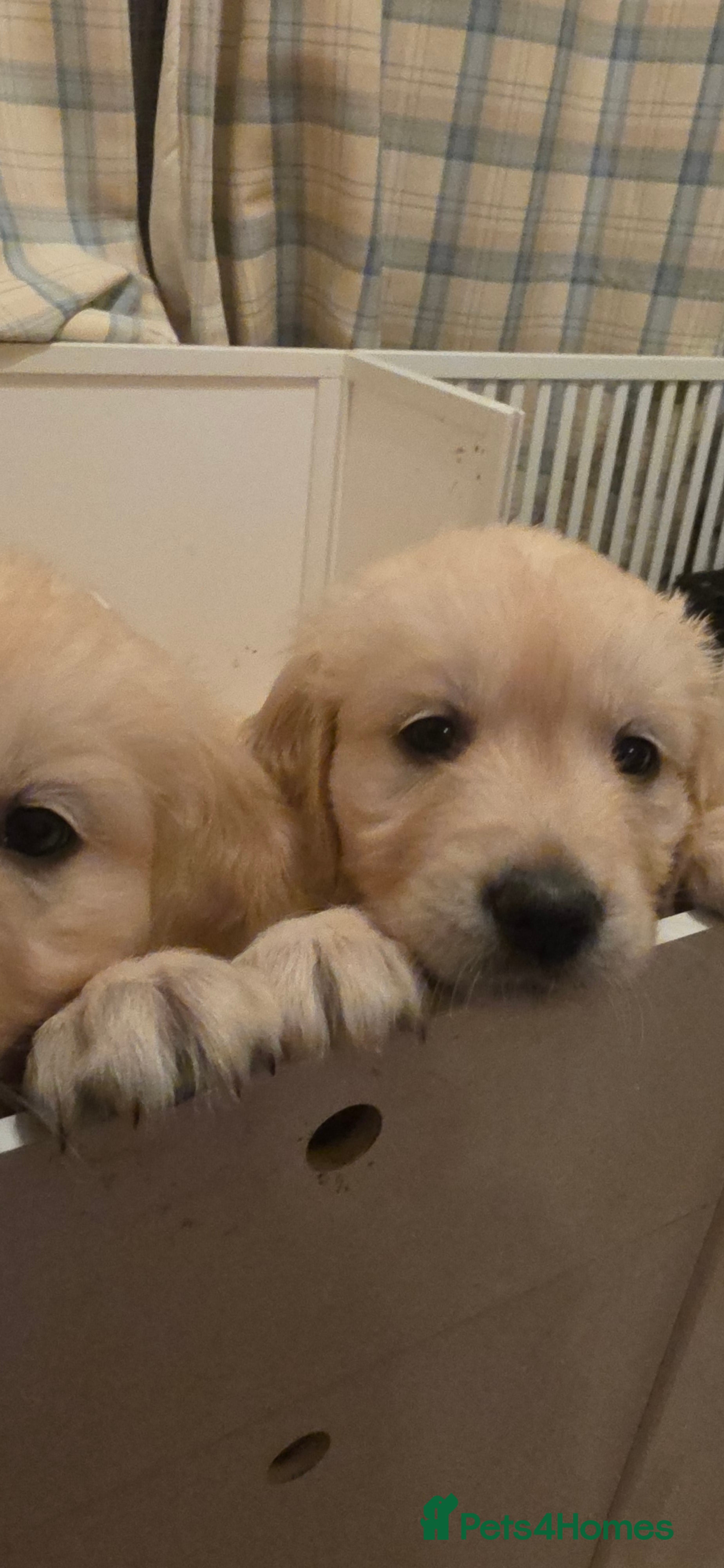 Golden Retriever dogs RKC reg Golden Retriever puppies - Advert 3