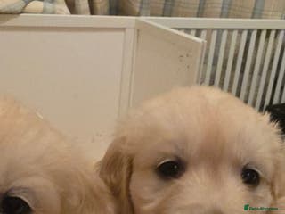 Golden Retriever dogs RKC reg Golden Retriever puppies - Advert 2
