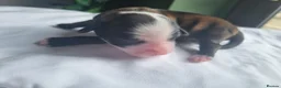 Tibetan Terrier dogs for sale: 7 Tibetan Terrier Puppies  - Advert 21