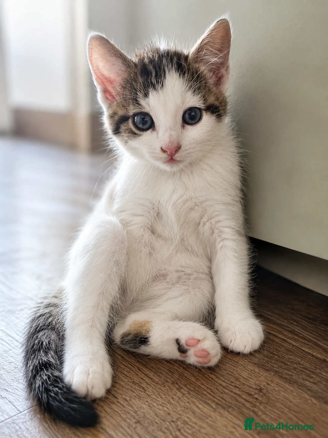 Mixed Breed cats for sale: Two Sweet Kittens Looking for a Loving Home - Advert 2