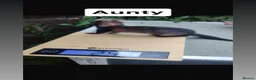 Ferret rodents for sale: True micro ferret kits  in Burton-on-Trent - Advert 7