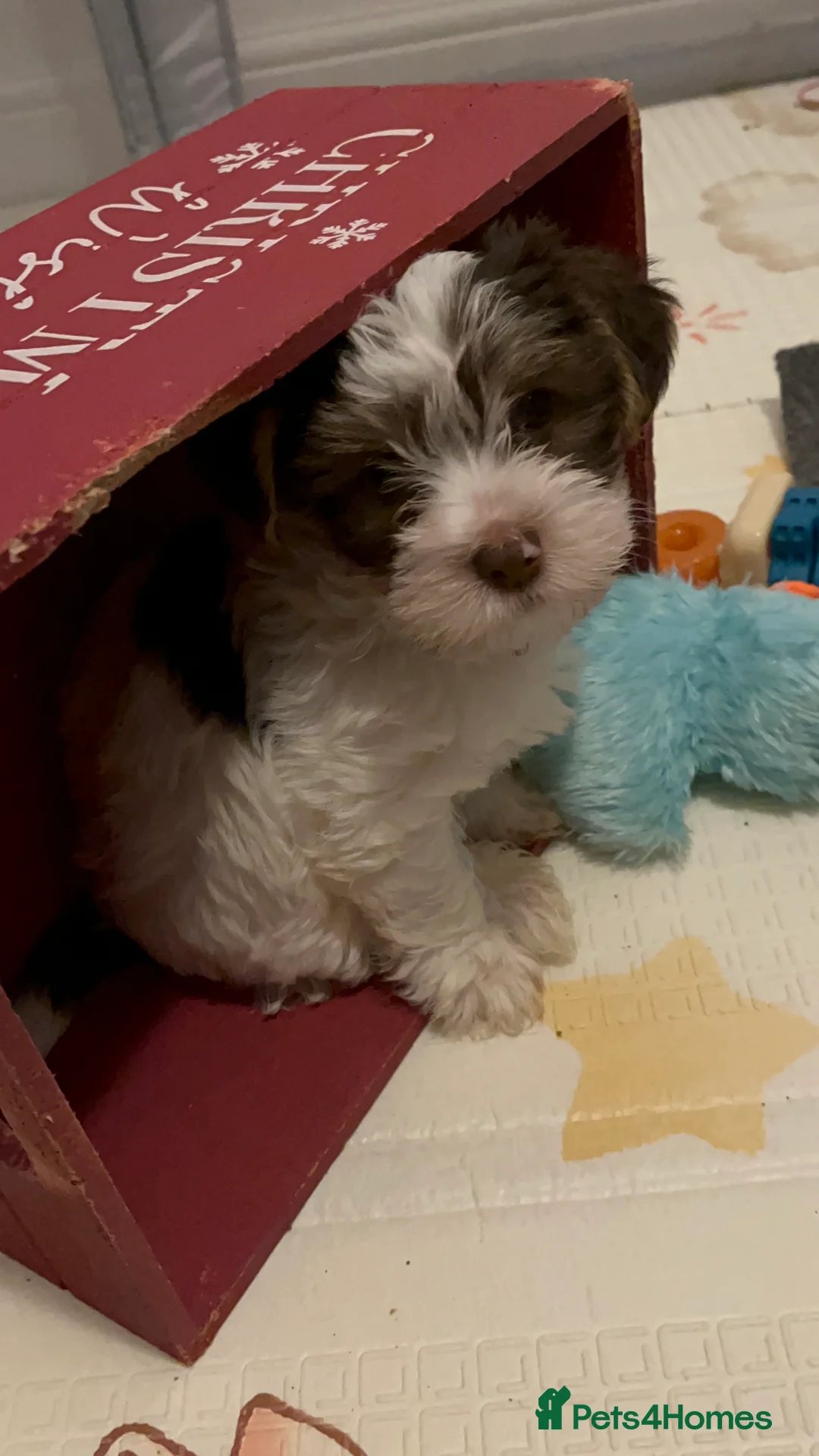 Yorkshire Terrier dogs for sale: READY NOW..PEDIGREE YORKSHIRE TERRIER FOR SALE - Advert 23