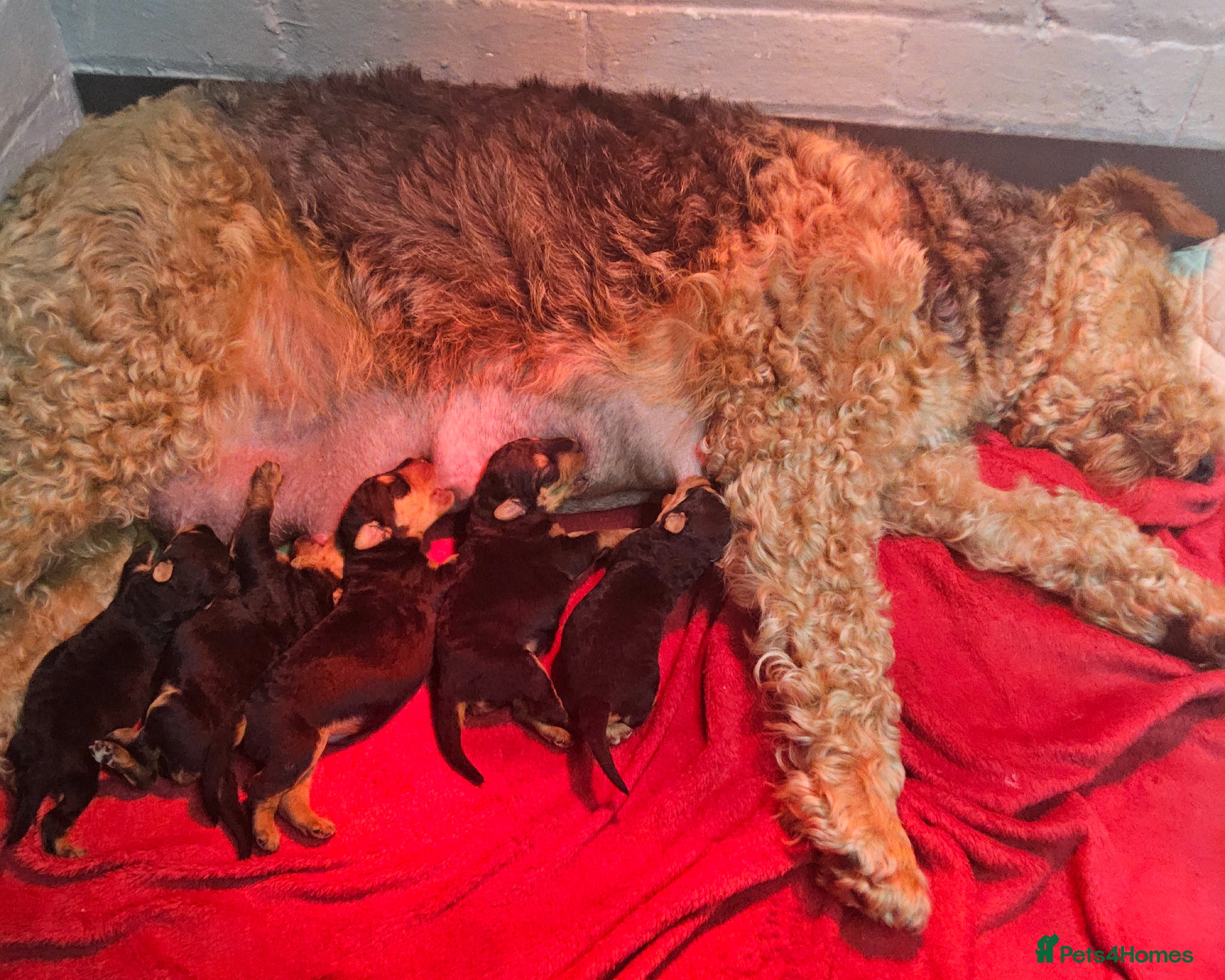 Airedale Terrier dogs KC REG AIREDALE TERRIERS  - Advert 4