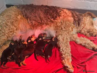 Airedale Terrier dogs KC REG AIREDALE TERRIERS - Advert 1