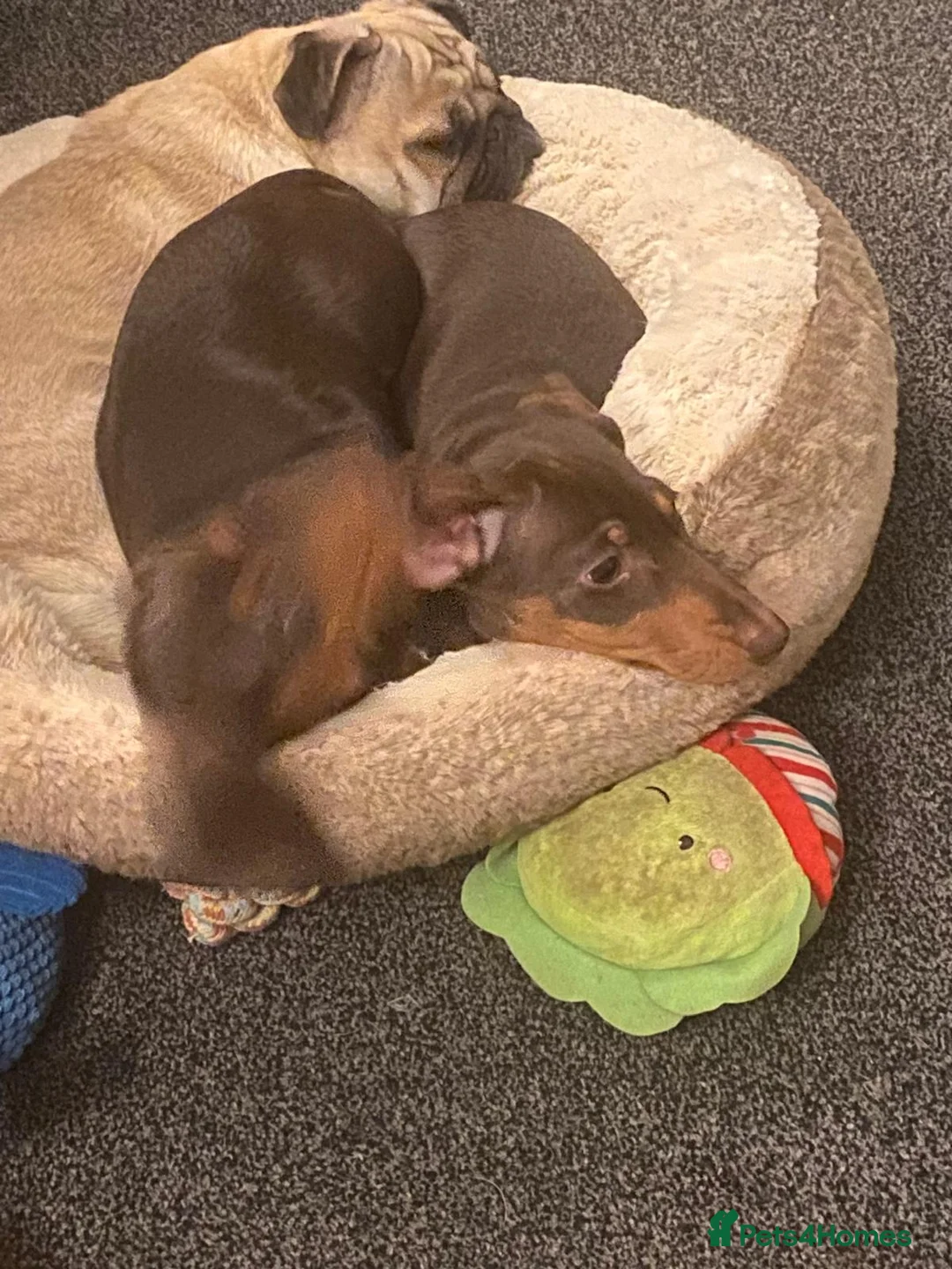 Dachshund dogs for sale: Two female sausage dogs  in Southend-on-Sea - Advert 2