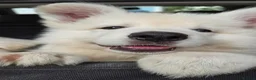 White Swiss Shepherd dogs for sale: Last girl ready now KC registered  WSS in Boston - Advert 3