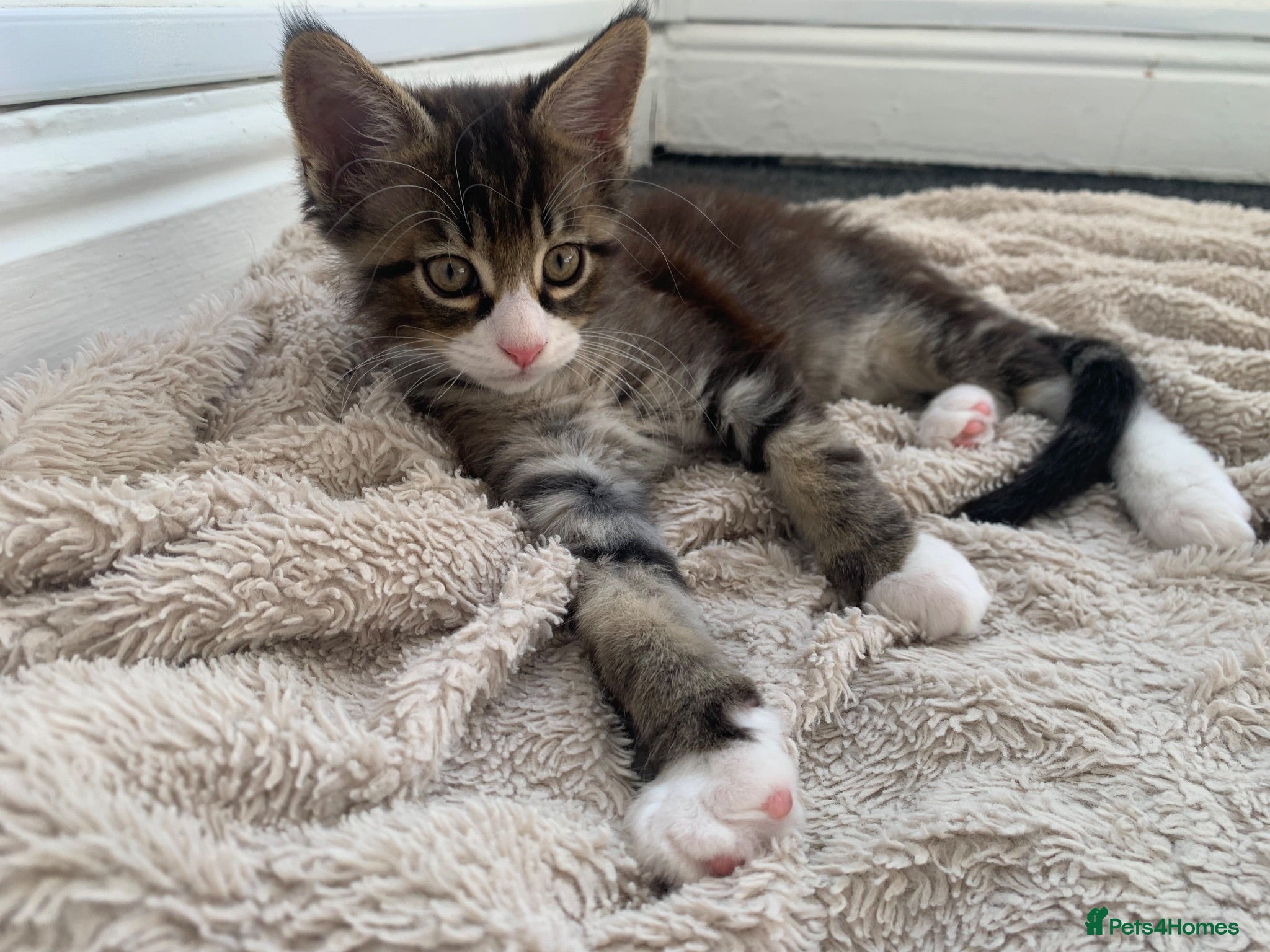 Mixed Breed cats READY TO GO !!!Mixed Main Coon kittens  - Advert 1