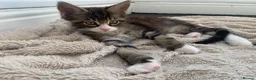 Mixed Breed cats for sale: READY TO GO !!!Mixed Main Coon kittens  - Advert 2