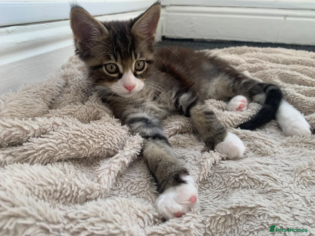 Mixed Breed cats for sale: READY TO GO !!!Mixed Main Coon kittens  - Advert 2