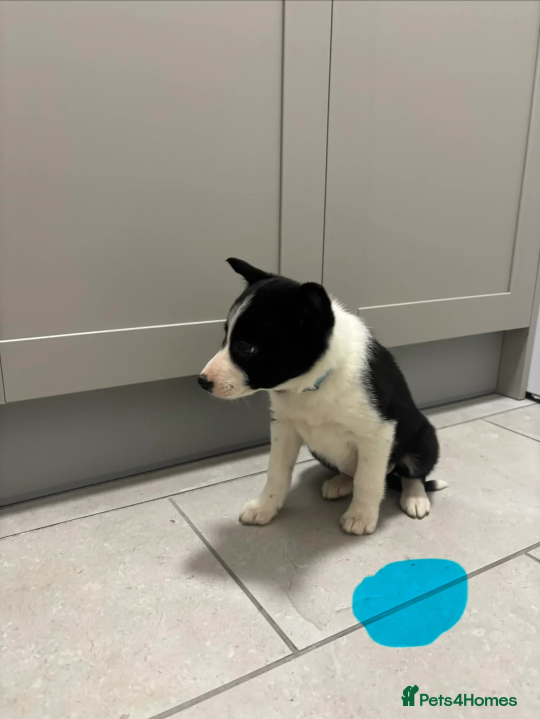 Border Collie dogs for sale: Border Collie puppies for sale - Advert 16