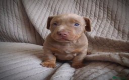 American Bully dogs for sale: ABKC pocket bullys lilac tri - Image 4