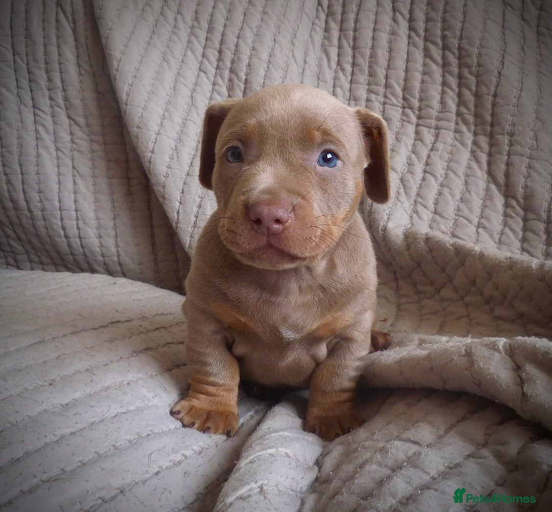 American Bully dogs for sale: ABKC pocket bullys lilac tri - Image 4