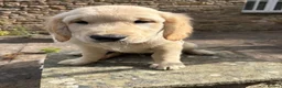 Golden Retriever dogs for sale: Puppies ready for loving forever homes - Advert 5